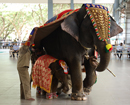 Beltangady: Sri Kshetra Dharmastala christens female calf elephant as Shivani